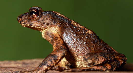 sri-lanka-kandyan-dwarf-toad