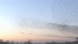 starling-flock