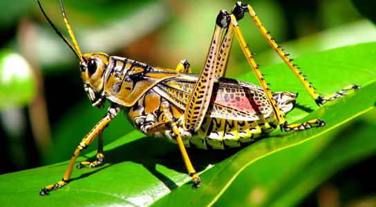 stressed-grasshopper