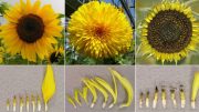 sunflower-arrangement-types