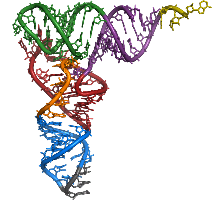 tRNA Molecule Structure Yeast
