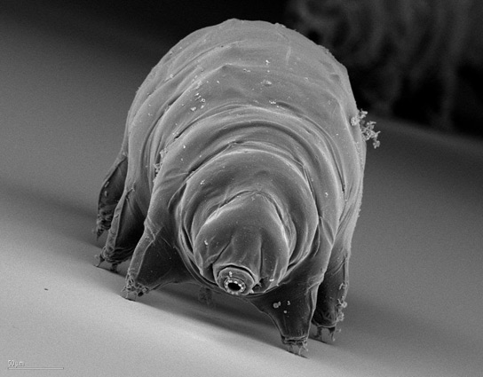 Tardigrade Eggs Could Potentially Survive the Depths of Space