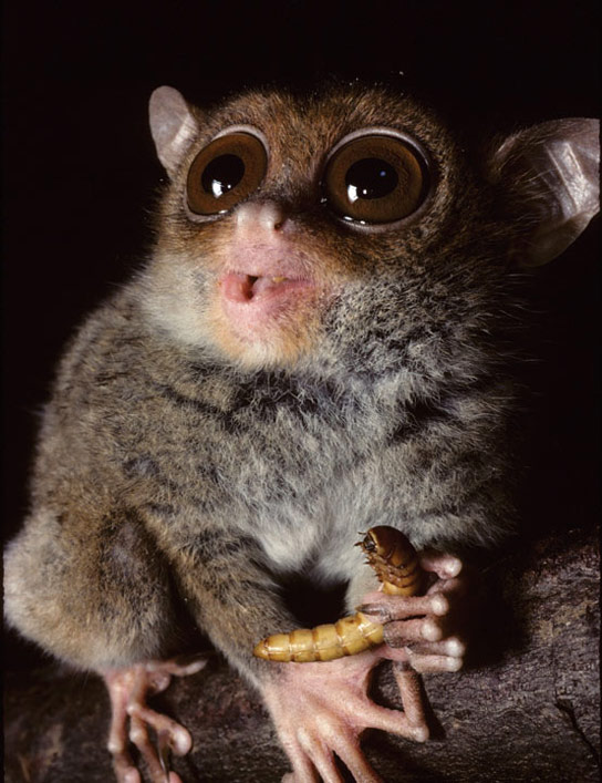 tarsier-eating-grubs