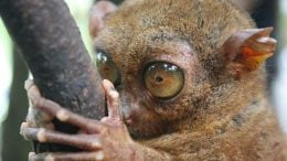 tarsier-ultrasound-vocalization