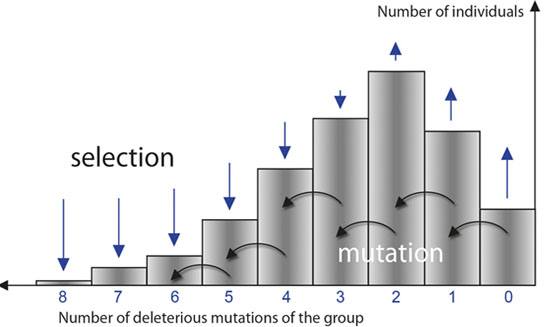the evolutionary model of Muller’s ratchet