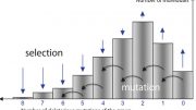 the evolutionary model of Muller’s ratchet