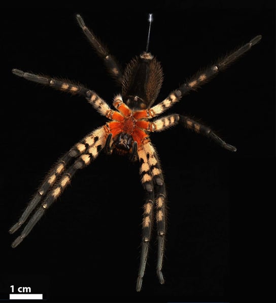 the spider’s venomous fang