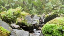 tropical montane cloud forests