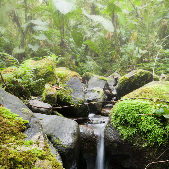 tropical montane cloud forests