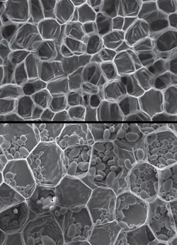 understanding plants’ microscopic organization may help engineers design new bio-inspired materials