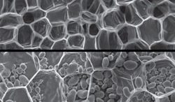 understanding plants’ microscopic organization may help engineers design new bio-inspired materials
