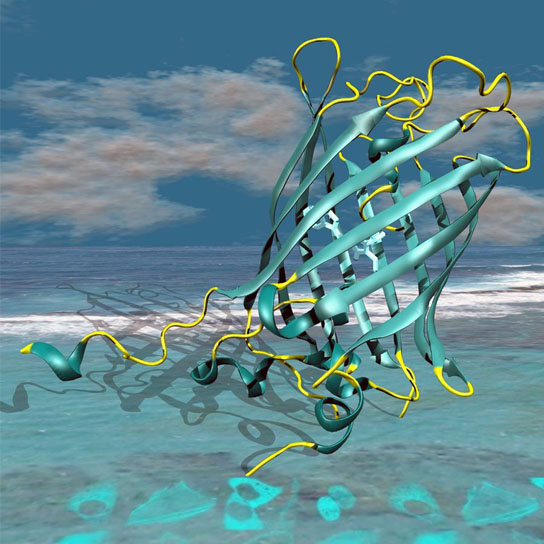 visualisation of the three-dimensional X-ray structure of the cyan fluorescence protein mTurquoise2 