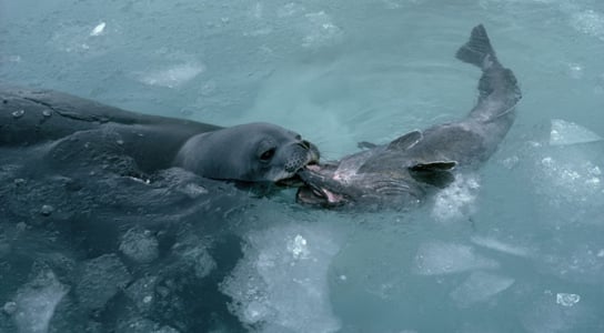 antarctic toothfish