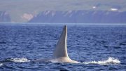 white-killer-whale-spotted