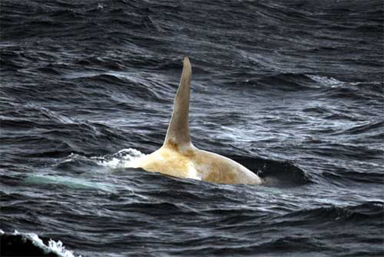 white-killer-whale-spotted-aleutian-islands