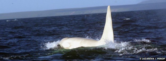 white-killer-whale-spotted-coming-up