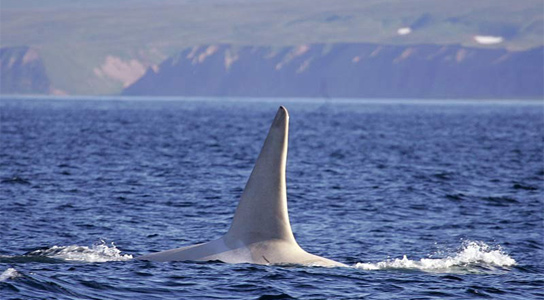 white-killer-whale-spotted