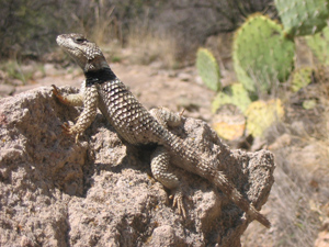 widespread local extinctions in spiny lizards have been caused by anthropogenic climate change