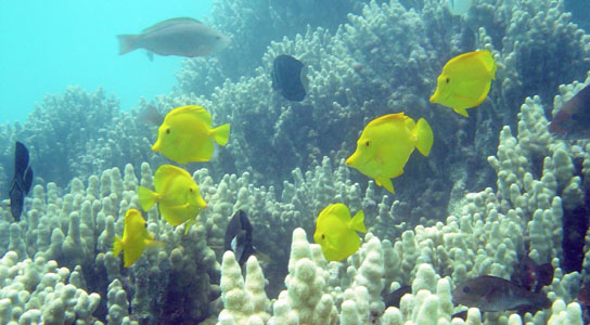 yellow tangs frolicking among corals