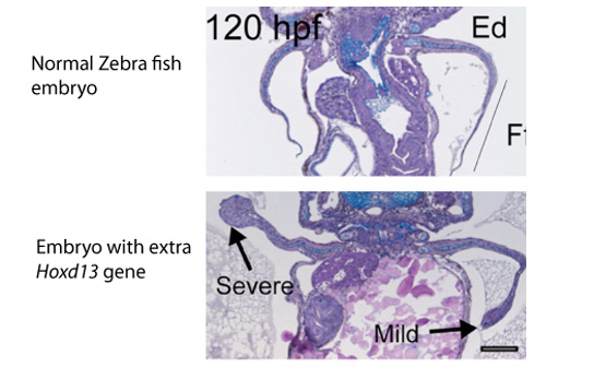 zebrafish-embryo-hoxd13