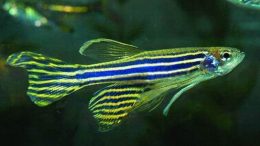 zebrafish-fins