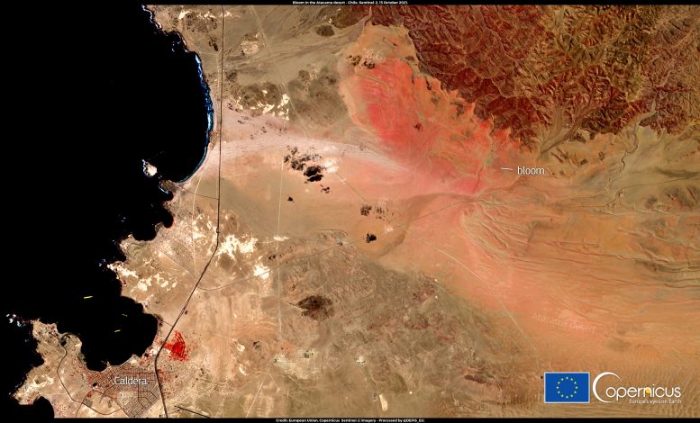 ‘Desierto Florido’ Viewed From Space