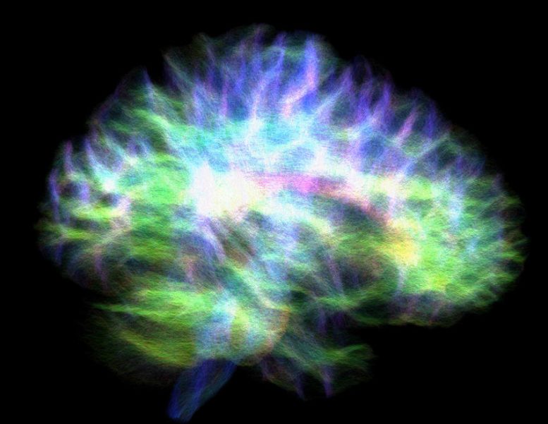 ‘Wiring Diagram’ of Human Brain With Hippocampus Connections