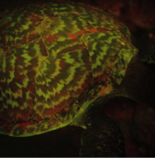 Biofluorescent Glowing Hawksbill Sea Turtle